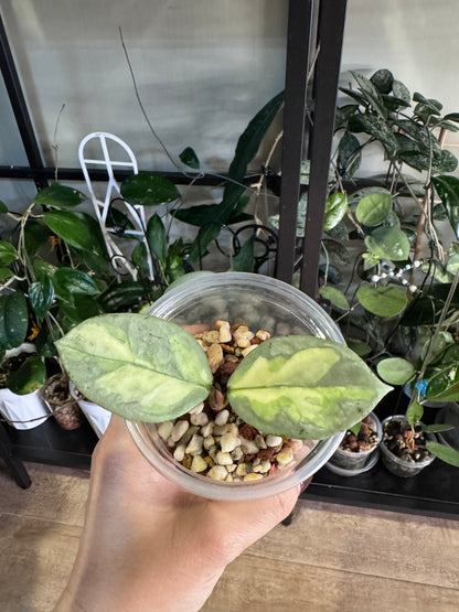 Hoya  argentea princess