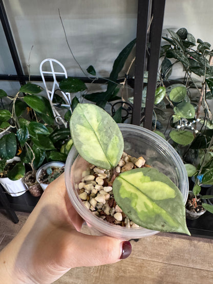 Hoya  argentea princess