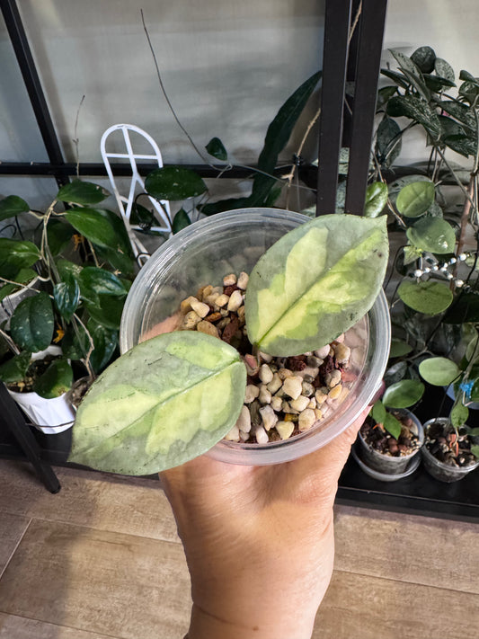 Hoya  argentea princess