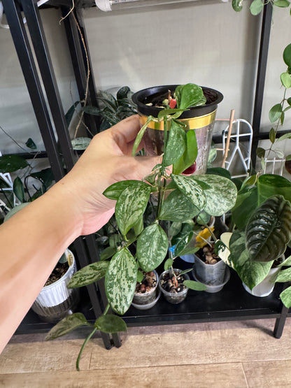 Hoya aff collina sp Papua Silver Splash