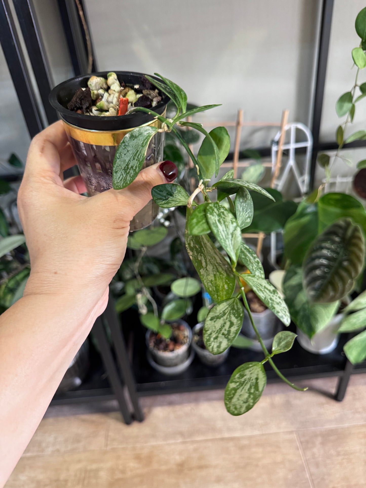 Hoya aff collina sp Papua Silver Splash