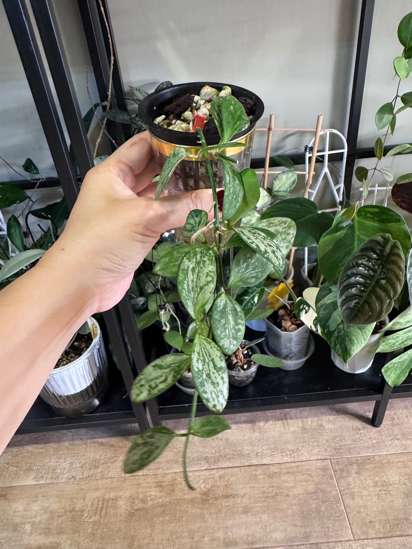 Hoya aff collina sp Papua Silver Splash
