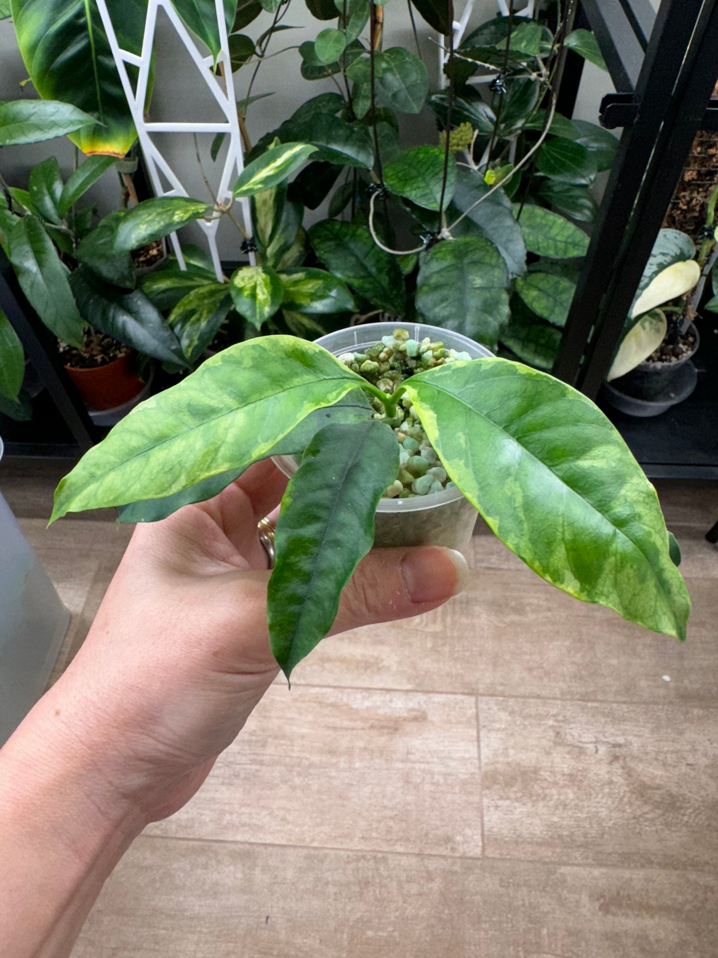 Hoya multiflora outer variegated RARE