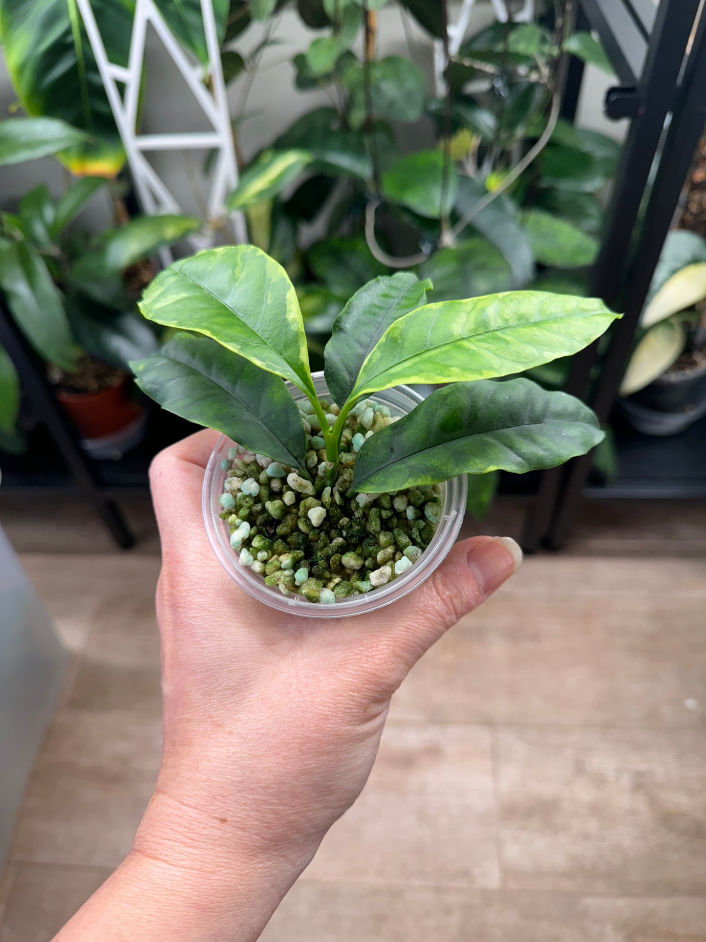 Hoya multiflora outer variegated RARE