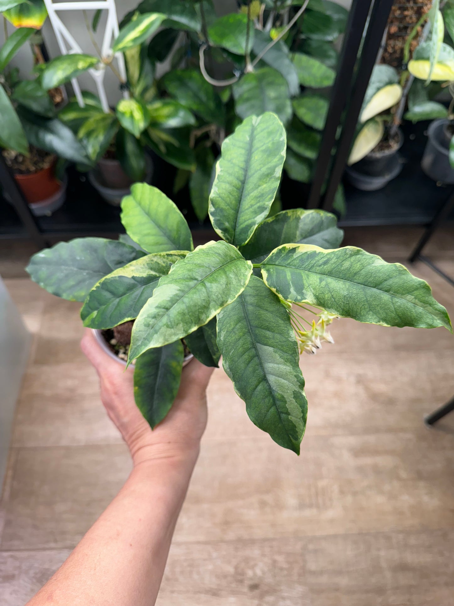 Hoya multiflora outer variegated RARE