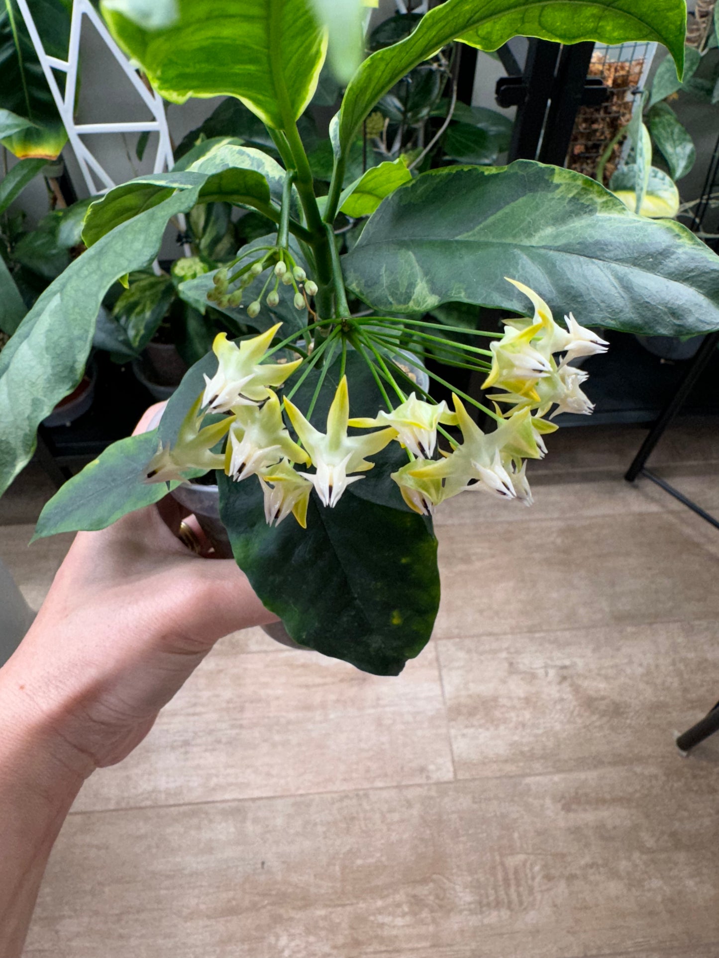 Hoya multiflora outer variegated RARE