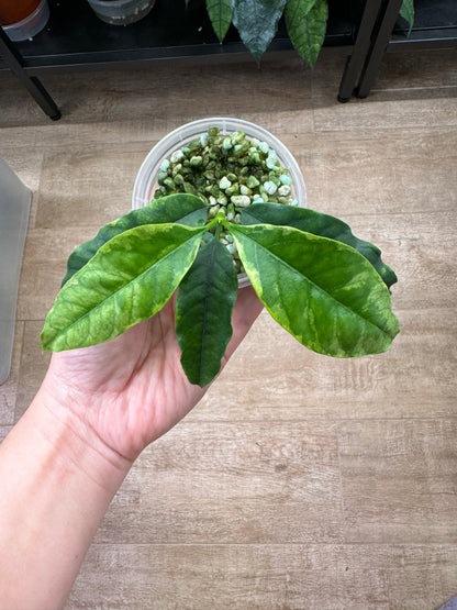 Hoya multiflora outer variegated RARE