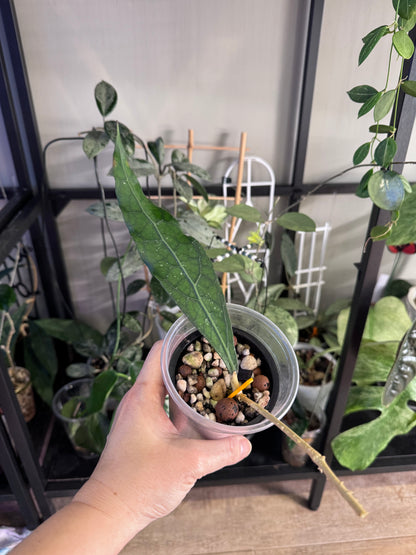Hoya clemonsorium