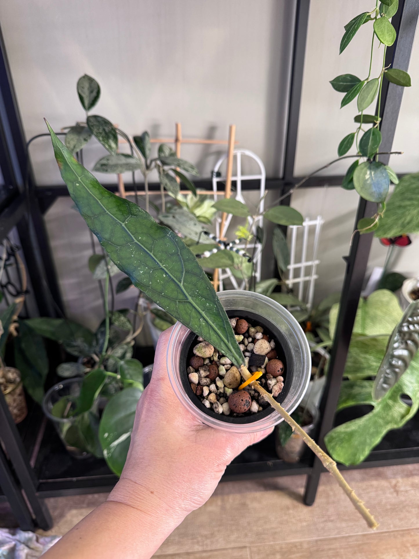 Hoya clemonsorium