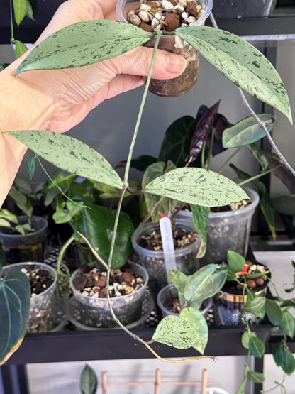 Hoya pubicalyx silver ghost