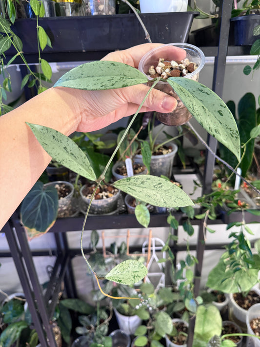 Hoya pubicalyx silver ghost