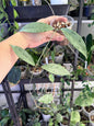 Hoya pubicalyx silver ghost