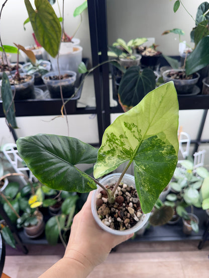 Alocasia Flemingiana albo w’ corms