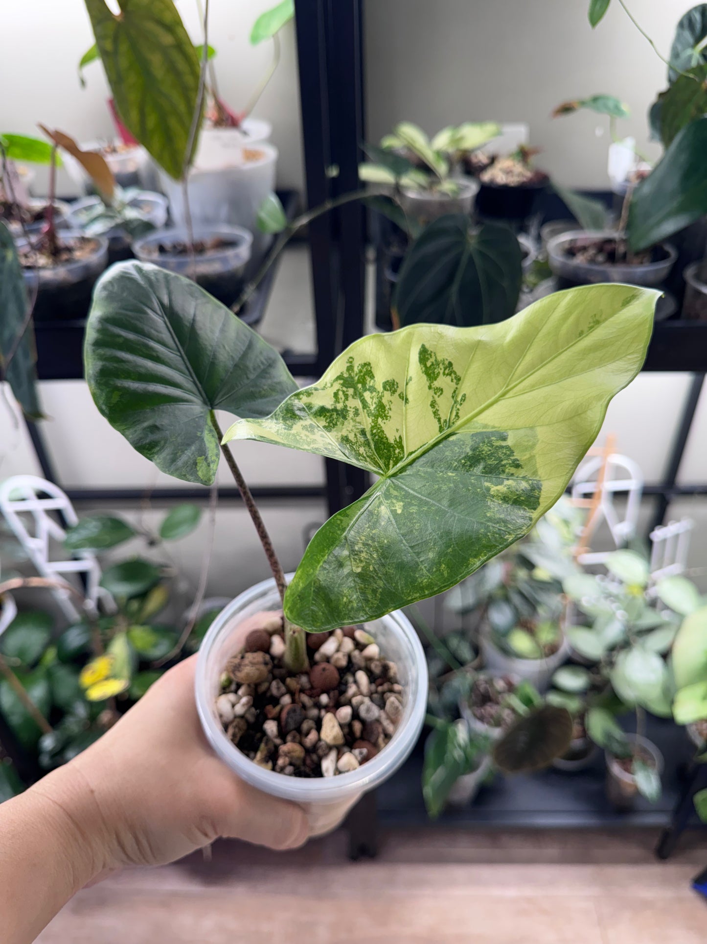 Alocasia Flemingiana albo w’ corms