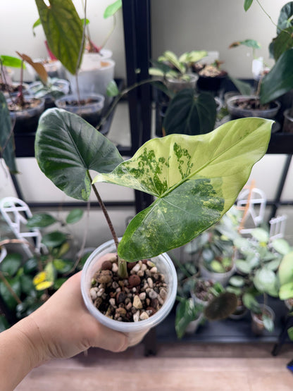 Alocasia Flemingiana albo w’ corms