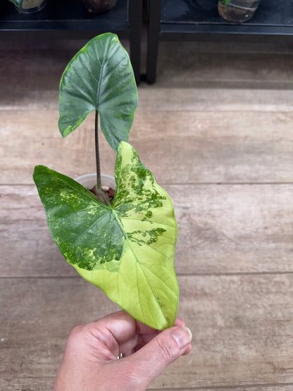 Alocasia Flemingiana albo w’ corms