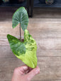 Alocasia Flemingiana albo w’ corms