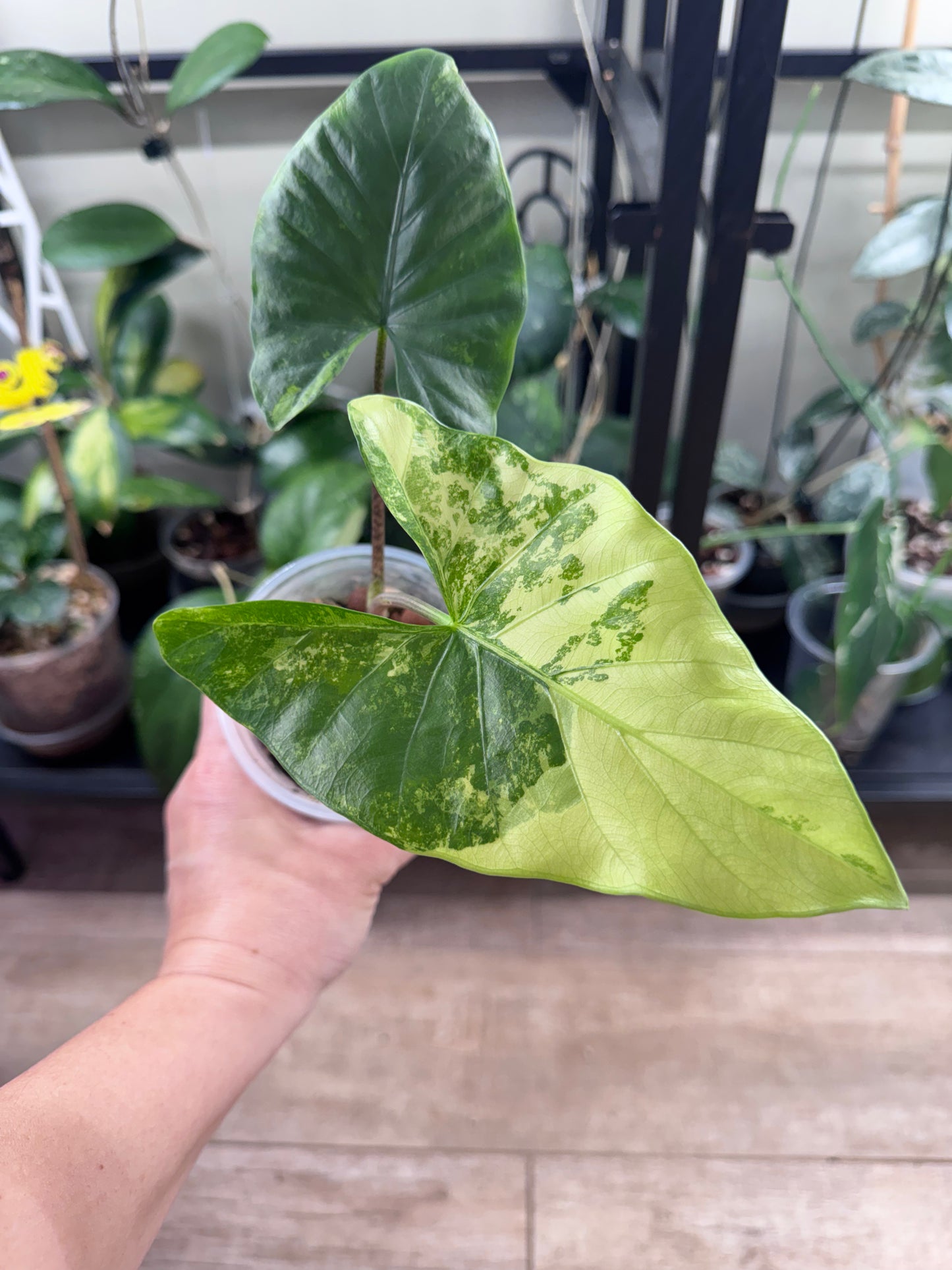 Alocasia Flemingiana albo w’ corms
