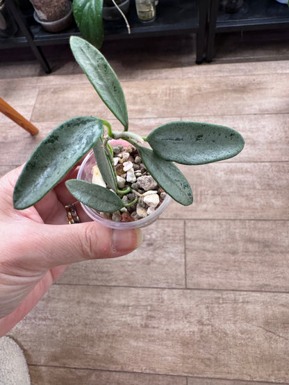 Hoya Lima silver
