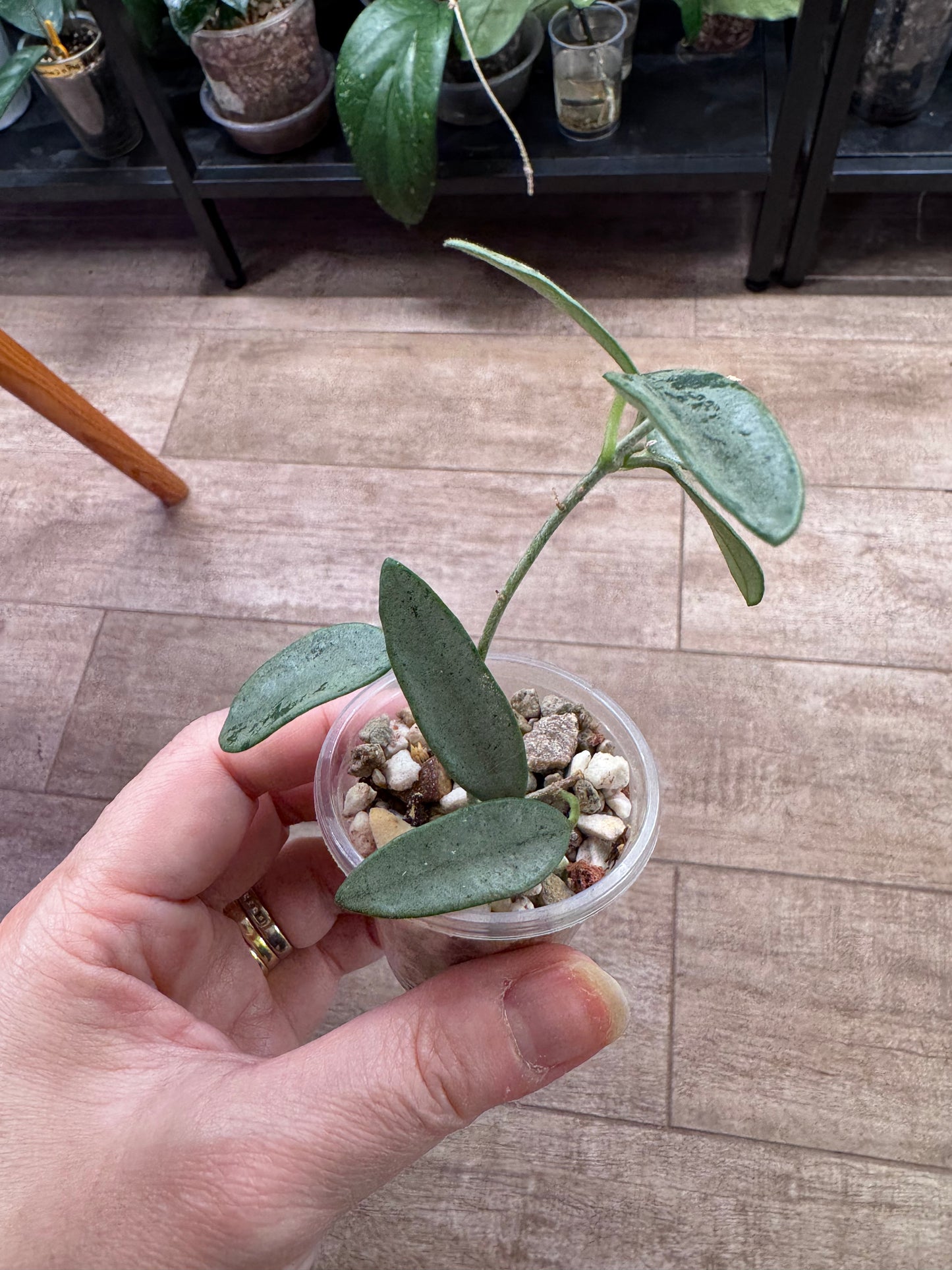 Hoya Lima silver