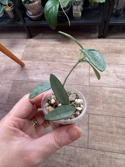 Hoya Lima silver
