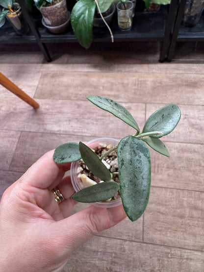 Hoya Lima silver