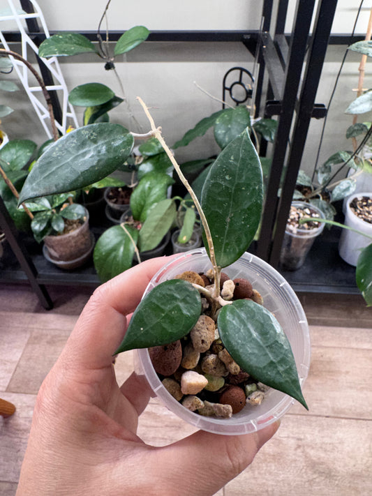 Hoya parasitica black margin