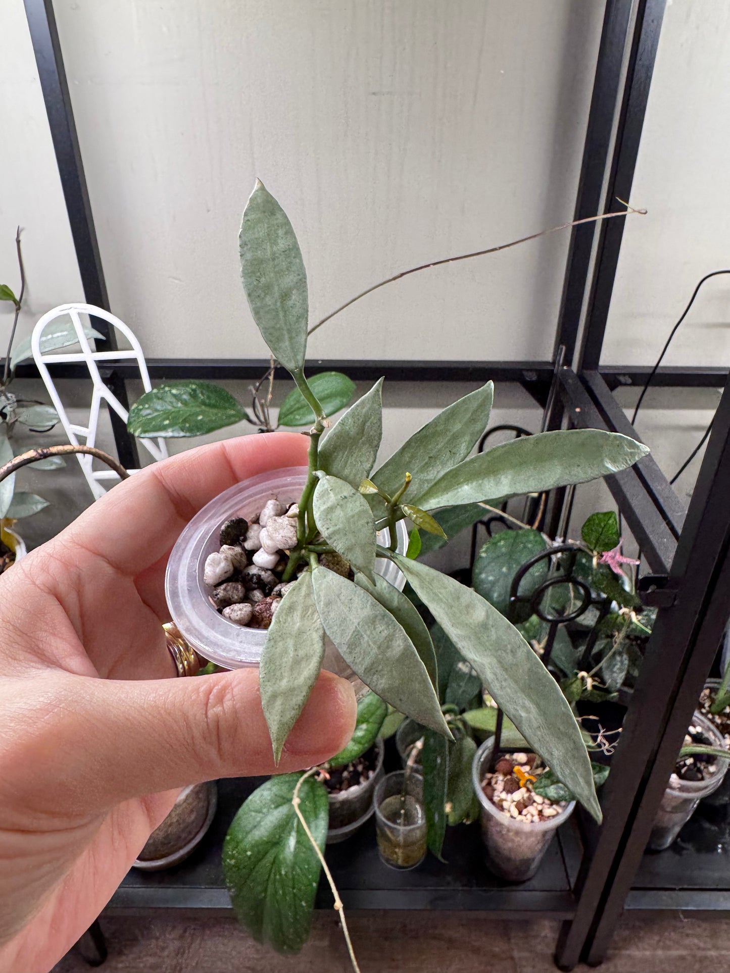 Hoya lacunosa long leaf