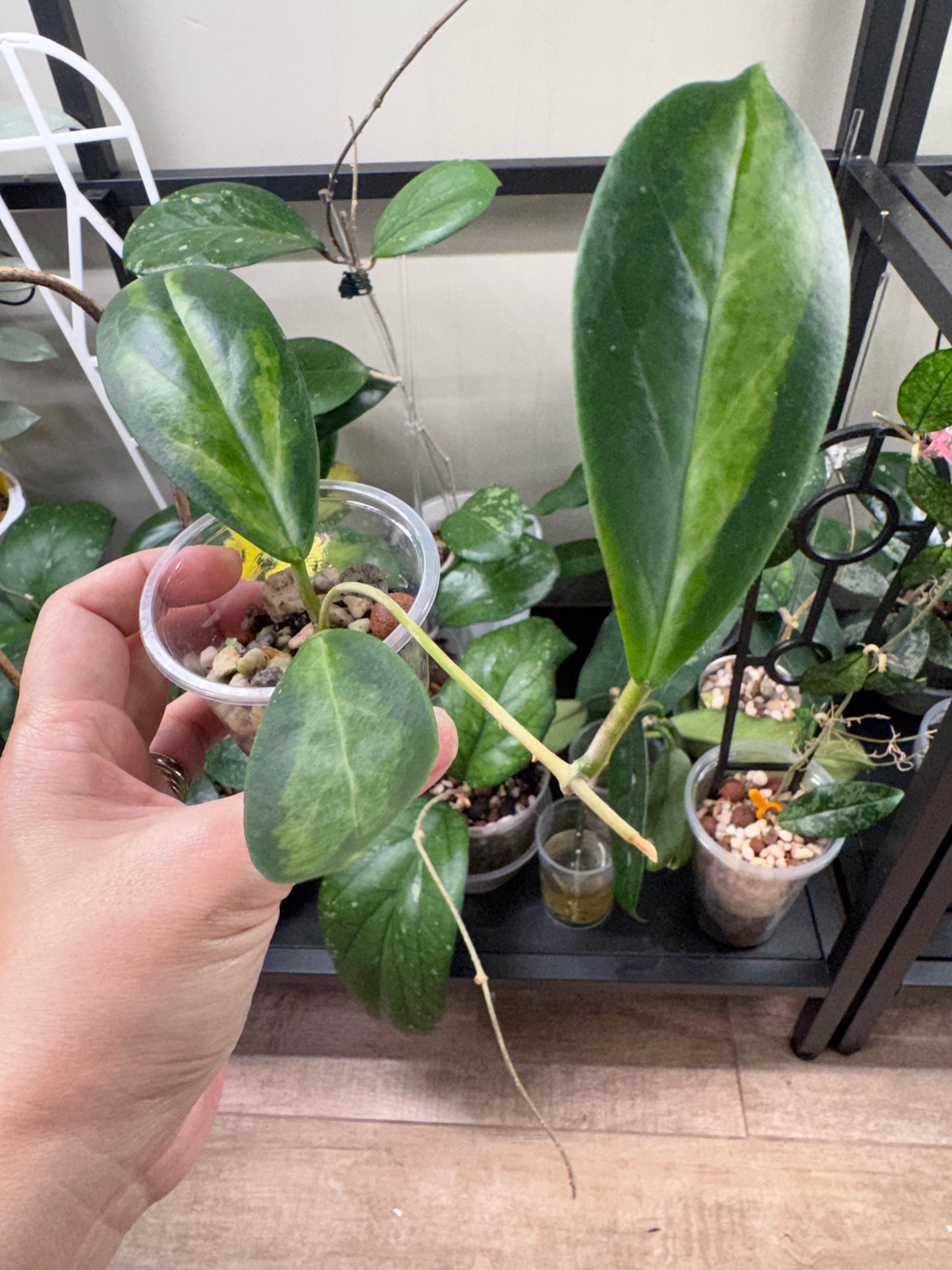 Hoya incrassata moonshadow