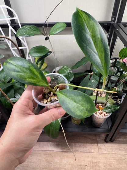Hoya incrassata moonshadow