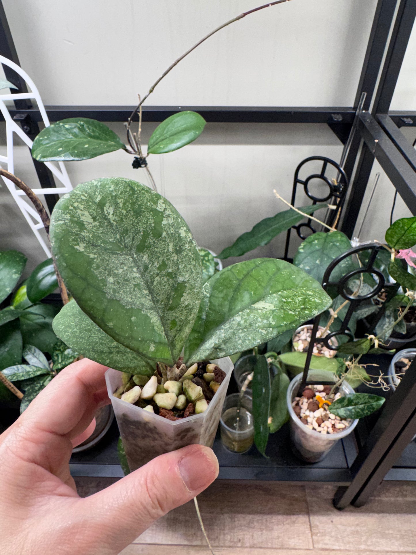 Hoya CV Elvis C