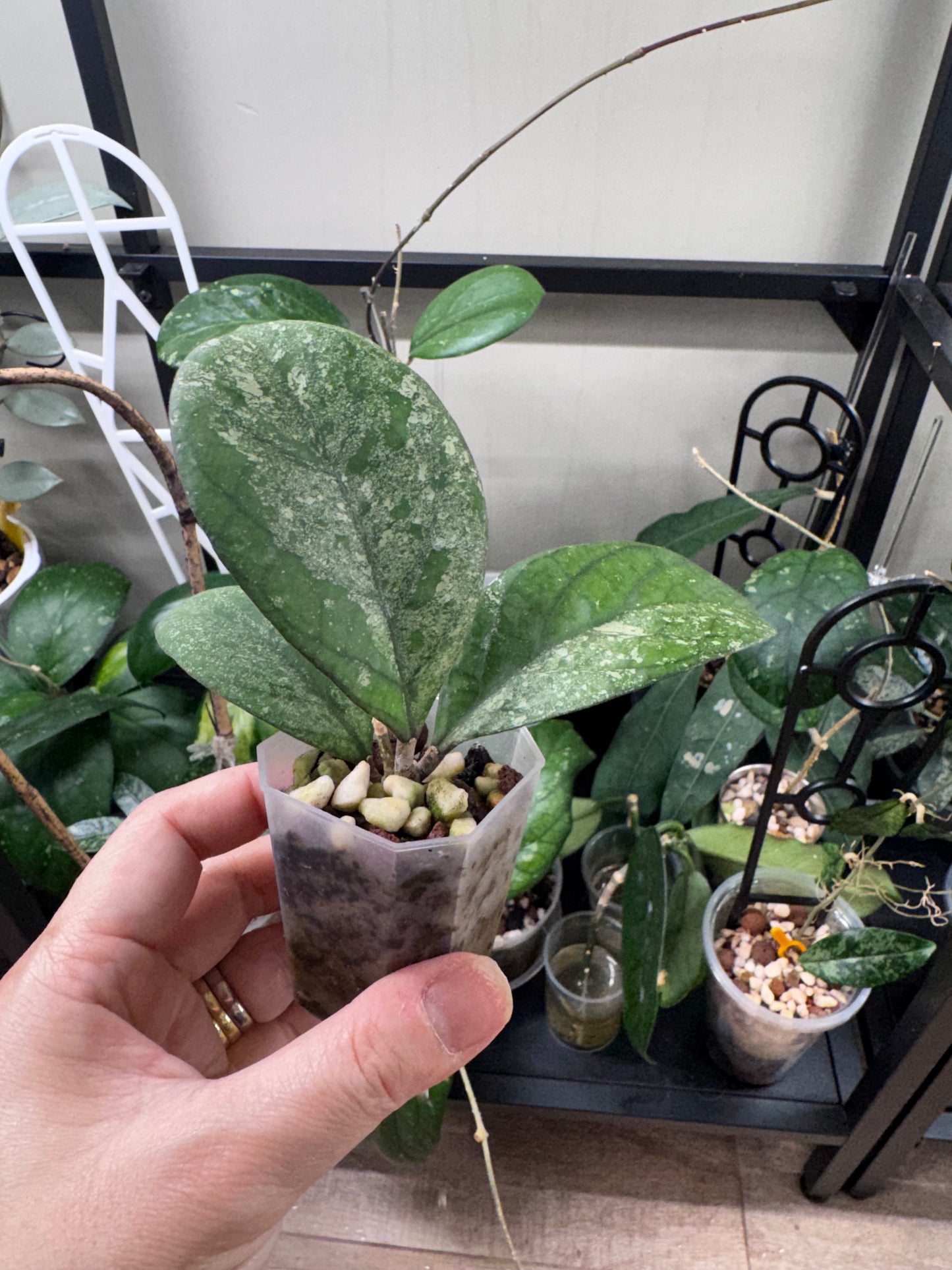 Hoya CV Elvis C