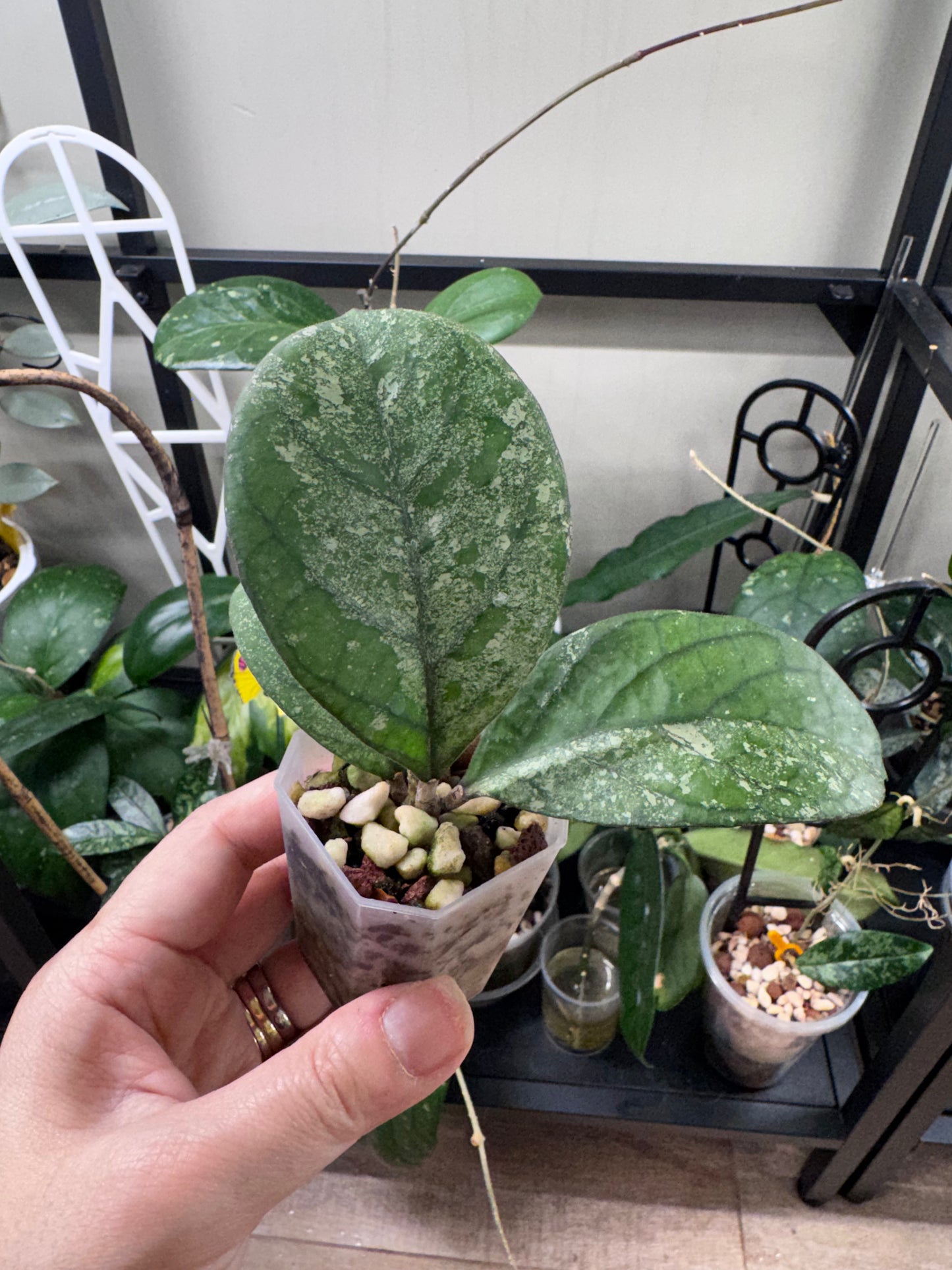 Hoya CV Elvis C