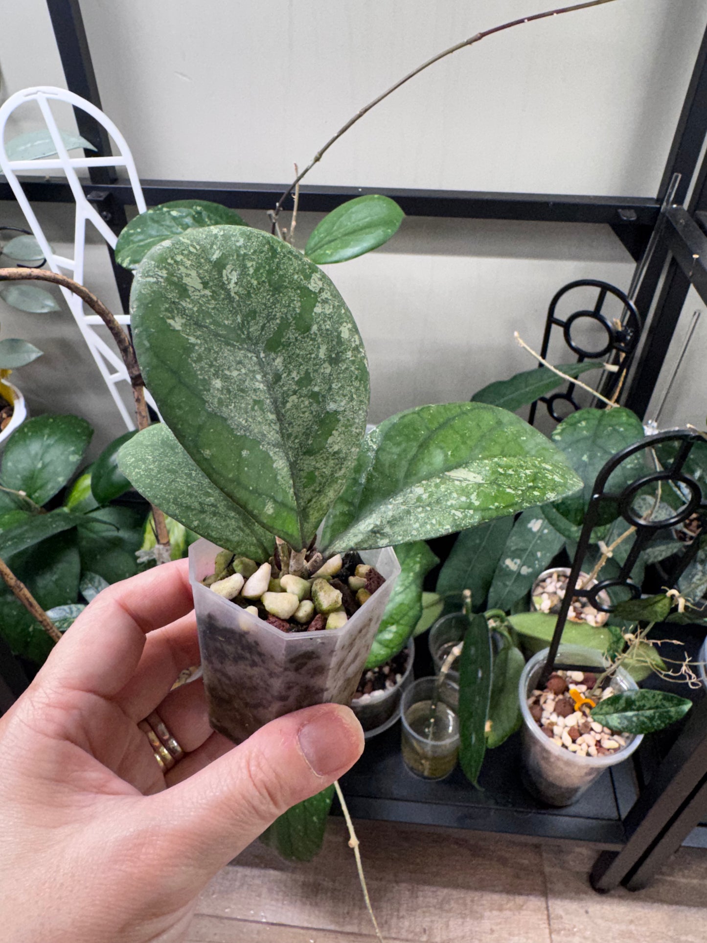 Hoya CV Elvis C