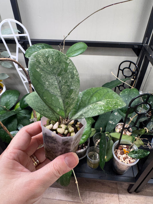 Hoya CV Elvis C