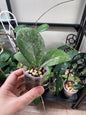 Hoya CV Elvis C
