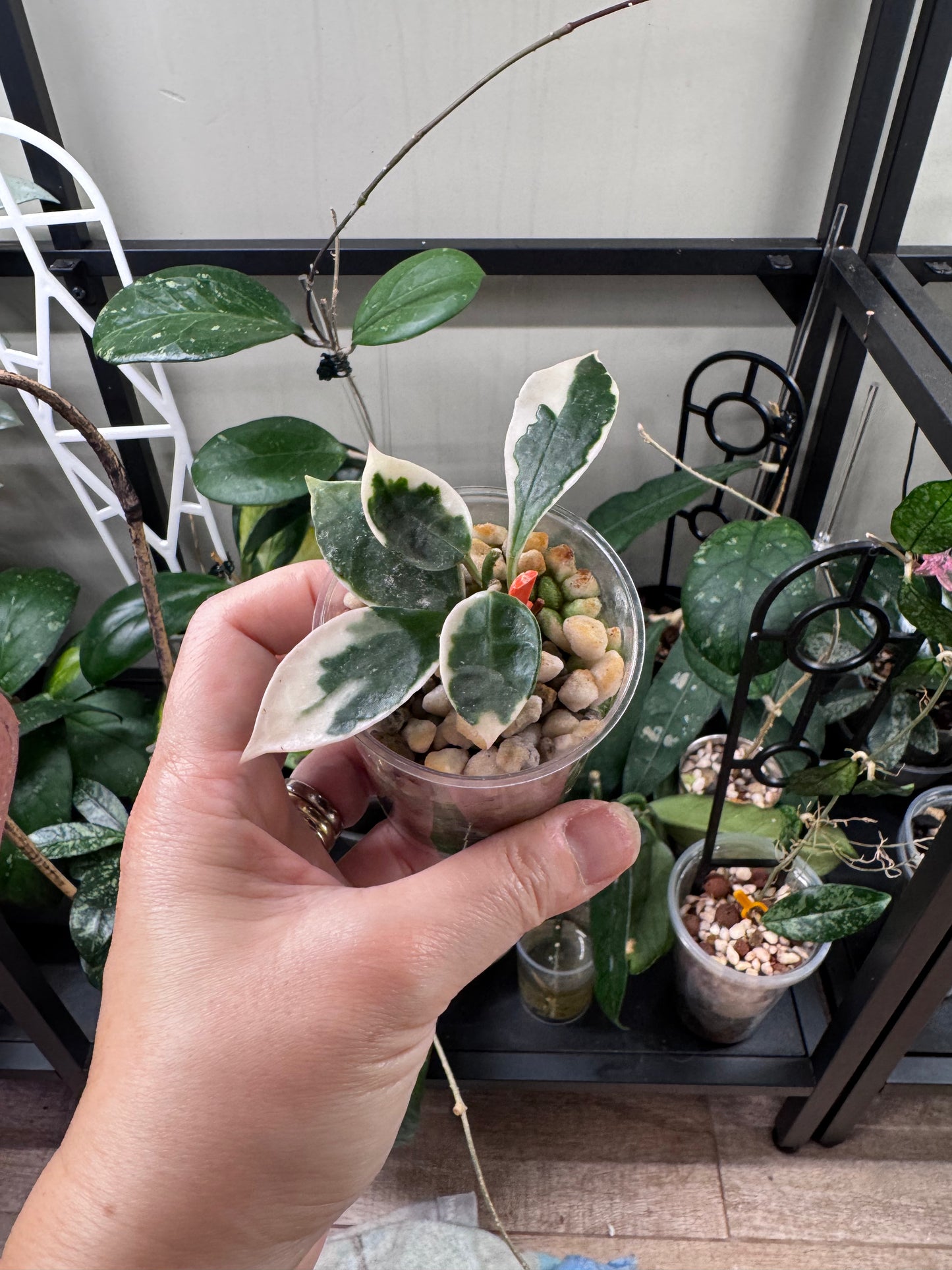 Hoya lacunosa asami wonosobo