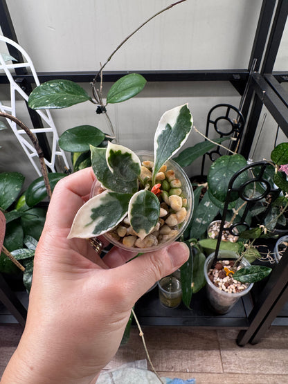 Hoya lacunosa asami wonosobo