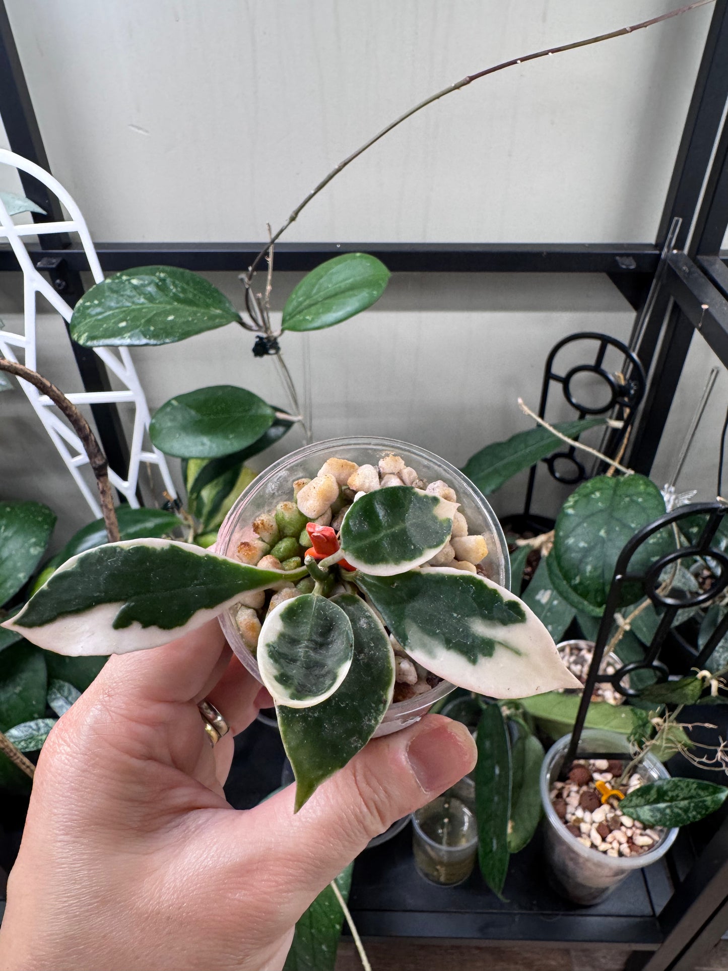 Hoya lacunosa asami wonosobo