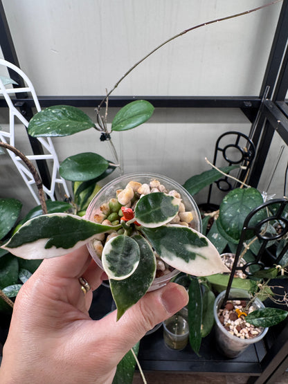 Hoya lacunosa asami wonosobo