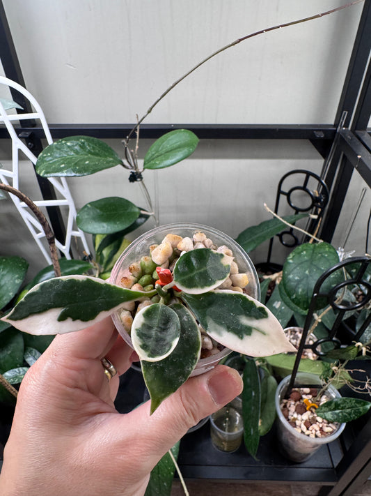 Hoya lacunosa asami wonosobo