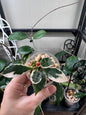 Hoya lacunosa asami wonosobo