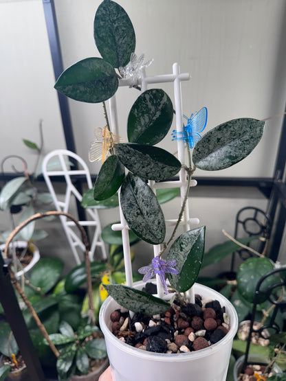 Hoya Wilbur graves