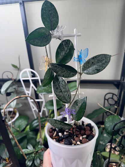Hoya Wilbur graves