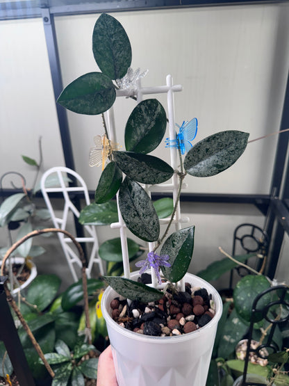 Hoya Wilbur graves