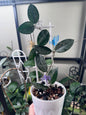 Hoya Wilbur graves