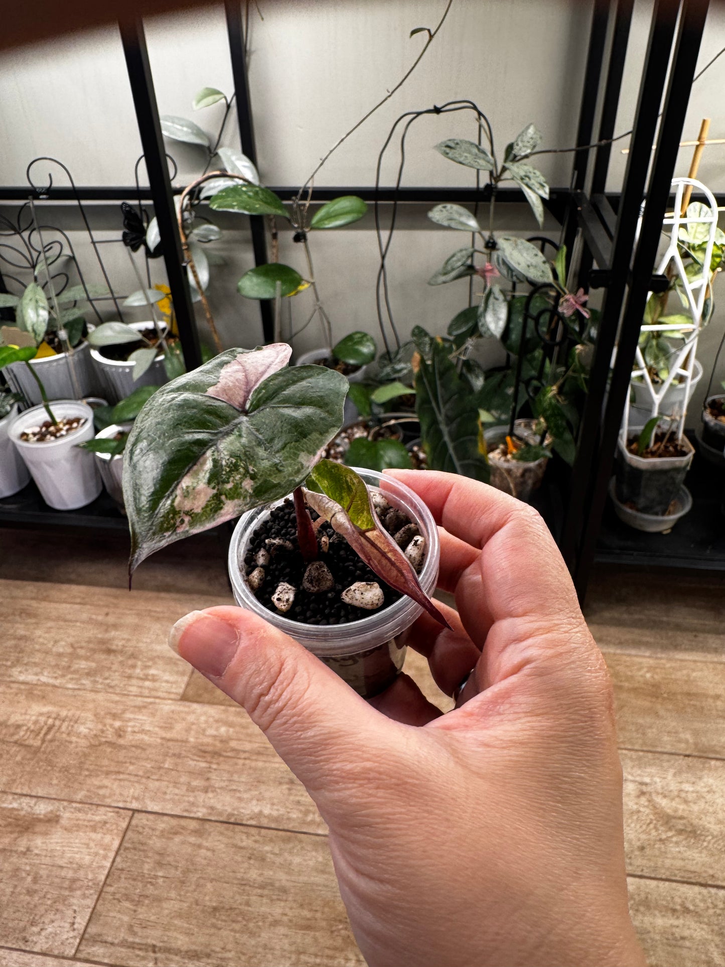 Alocasia variegated plumbea