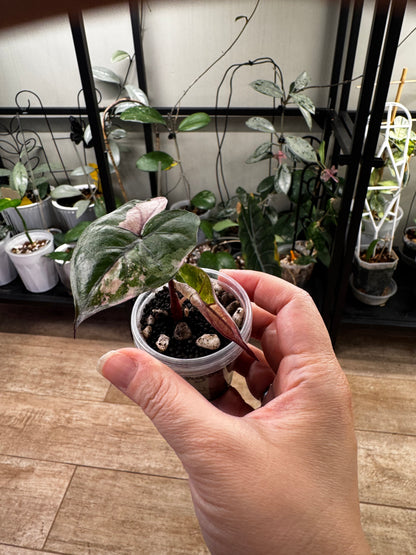 Alocasia variegated plumbea