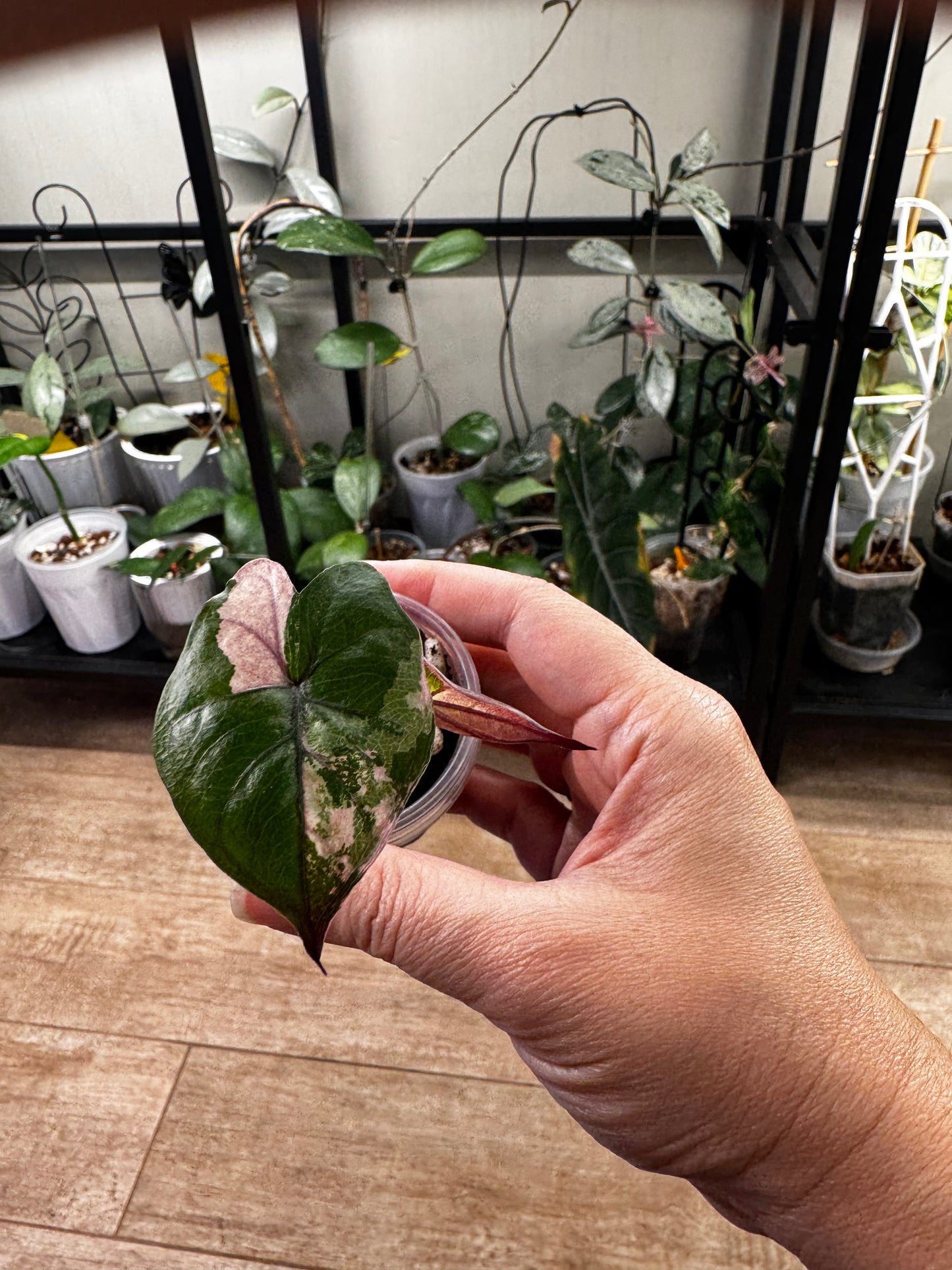 Alocasia variegated plumbea