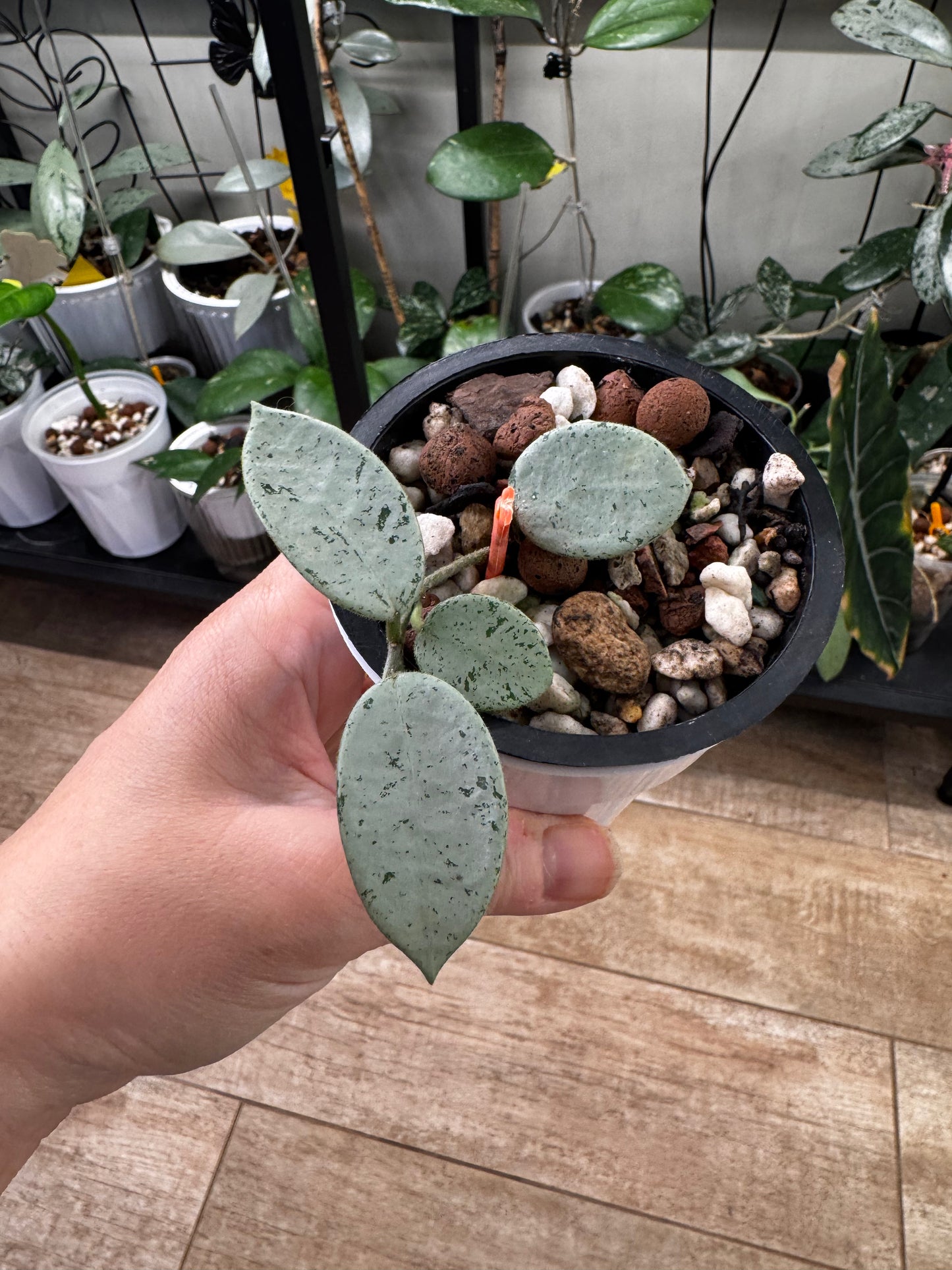 Hoya mathilde grey fairy